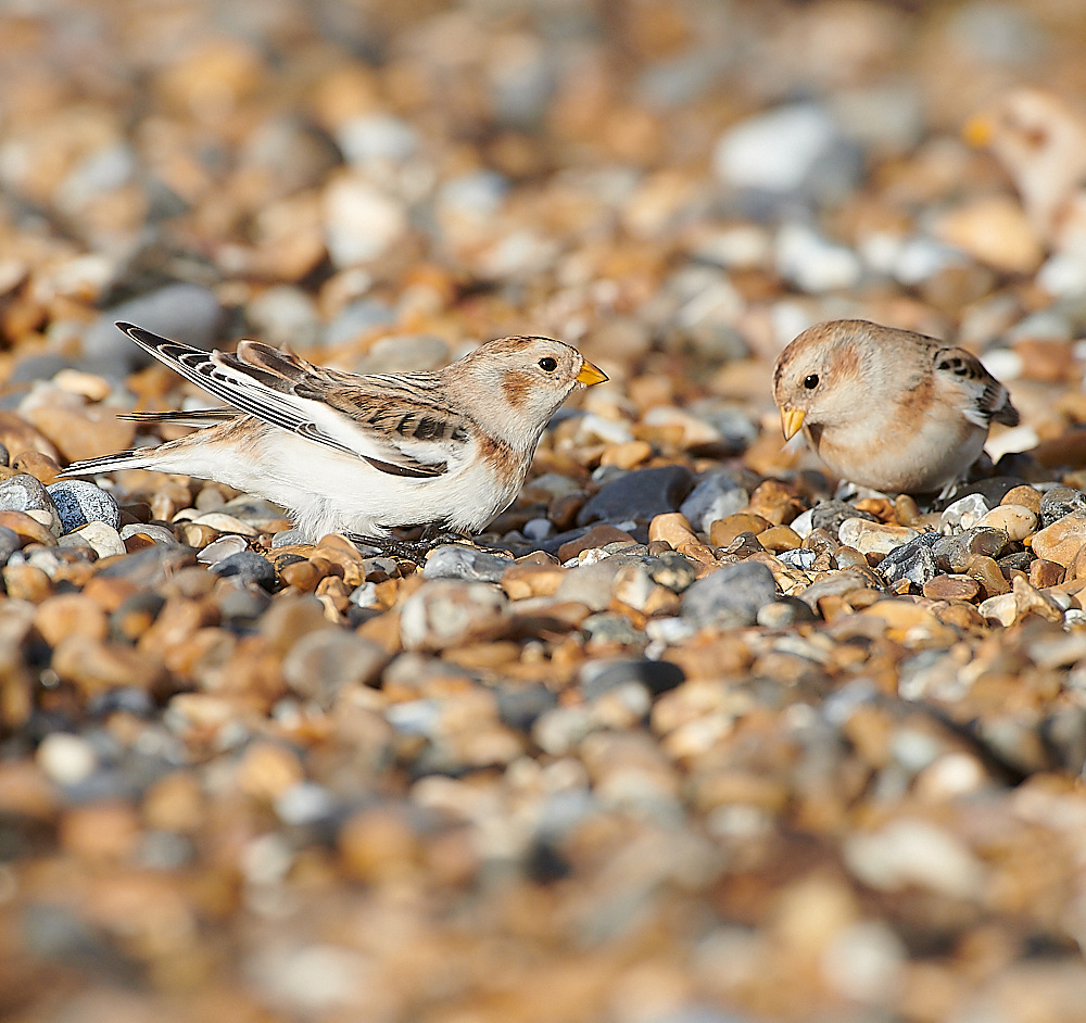 CleySnowBunting011220-8