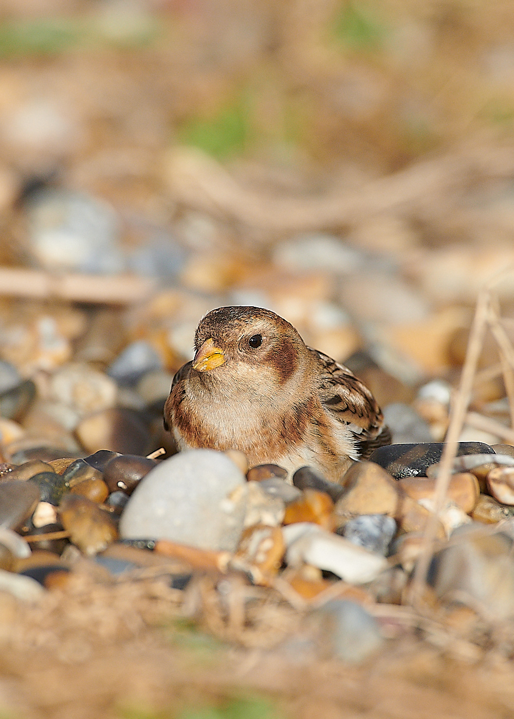 CleySnowBunting011220-9