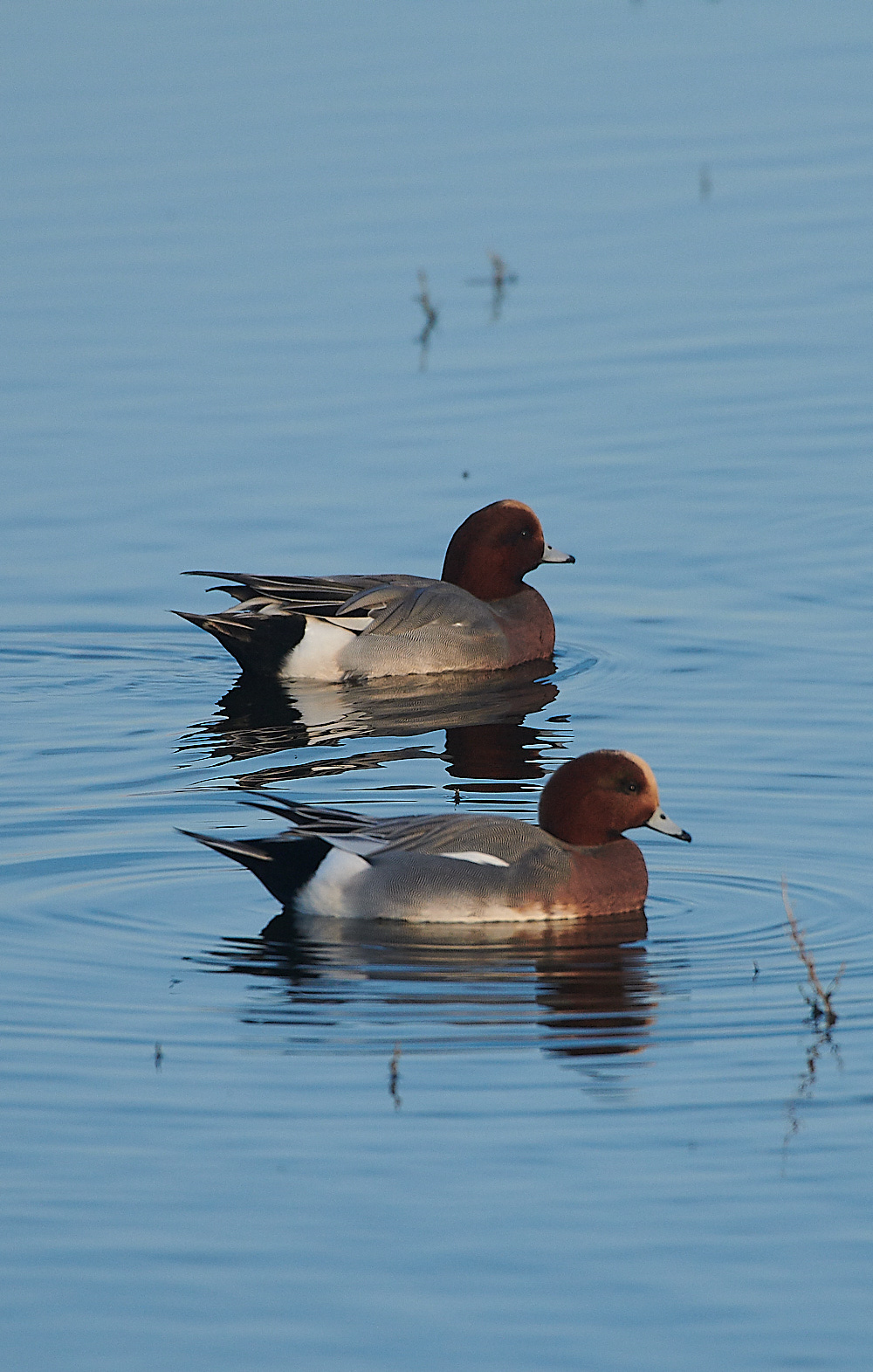 CleyWigeon101120-1