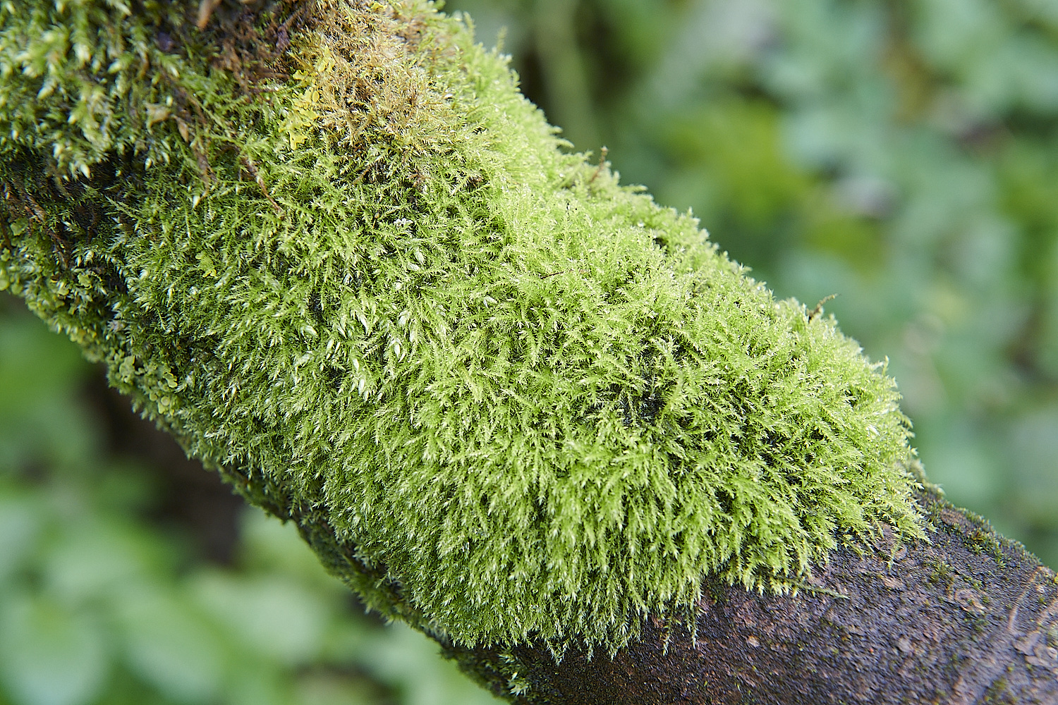 CromerCliffMoss281220-1