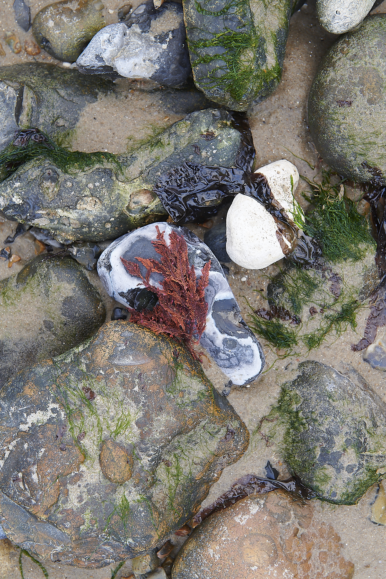 CromerCliffSeaweed291220-1
