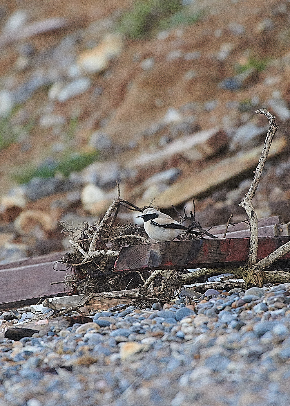 GramboroughHillDesertWheatear151120-1