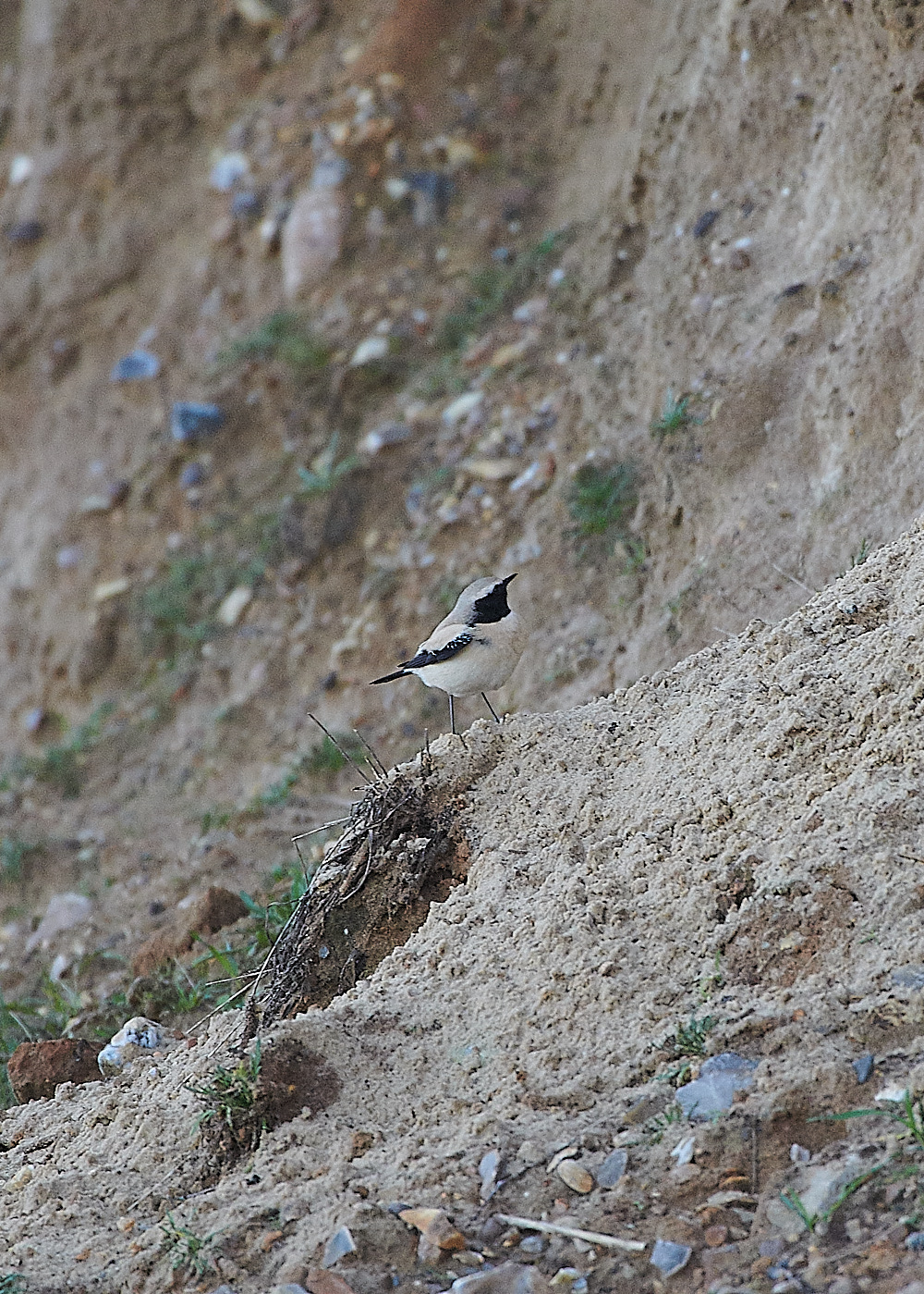 GramboroughHillDesertWheatear151120-2