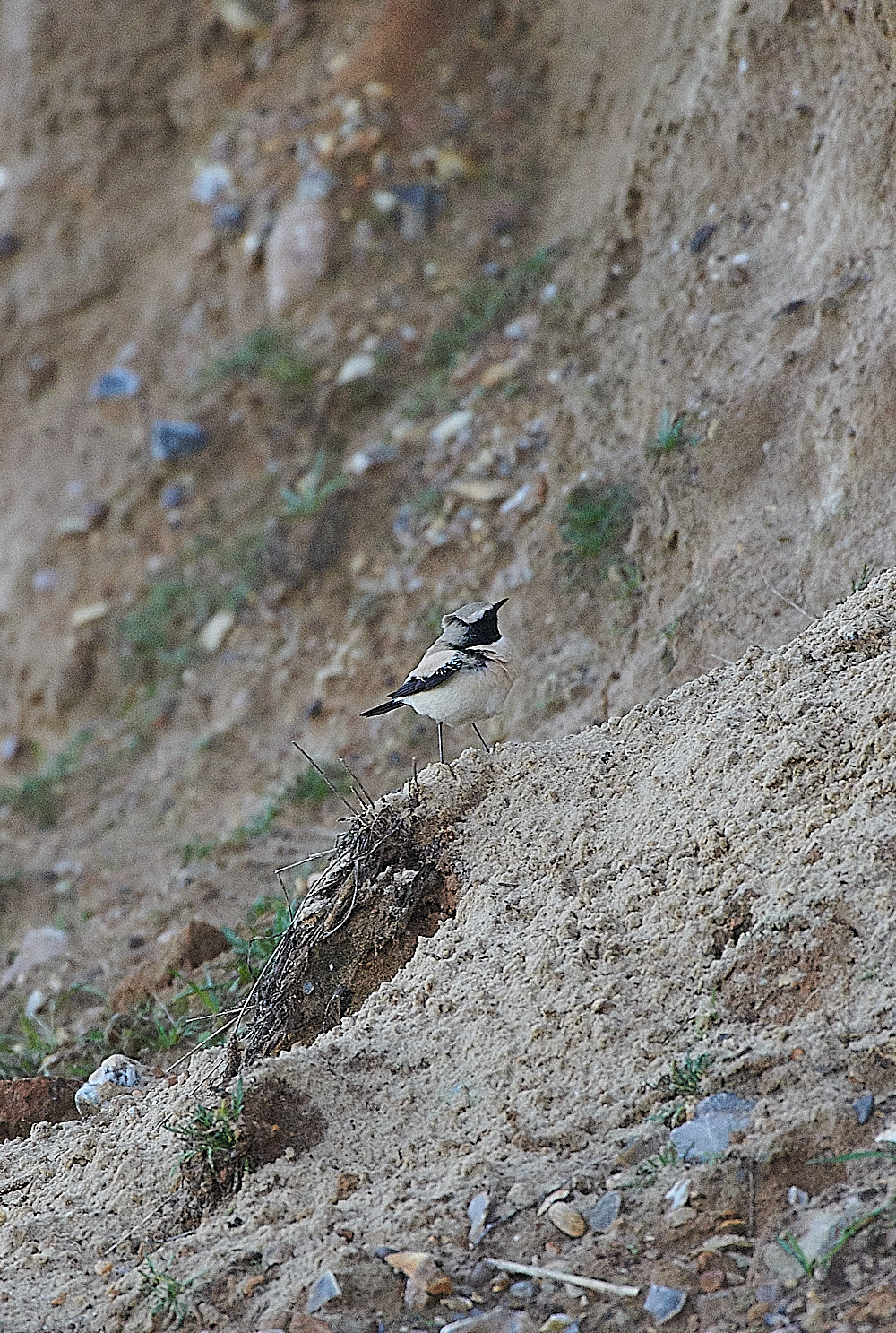 GramboroughHillDesertWheatear151120-3