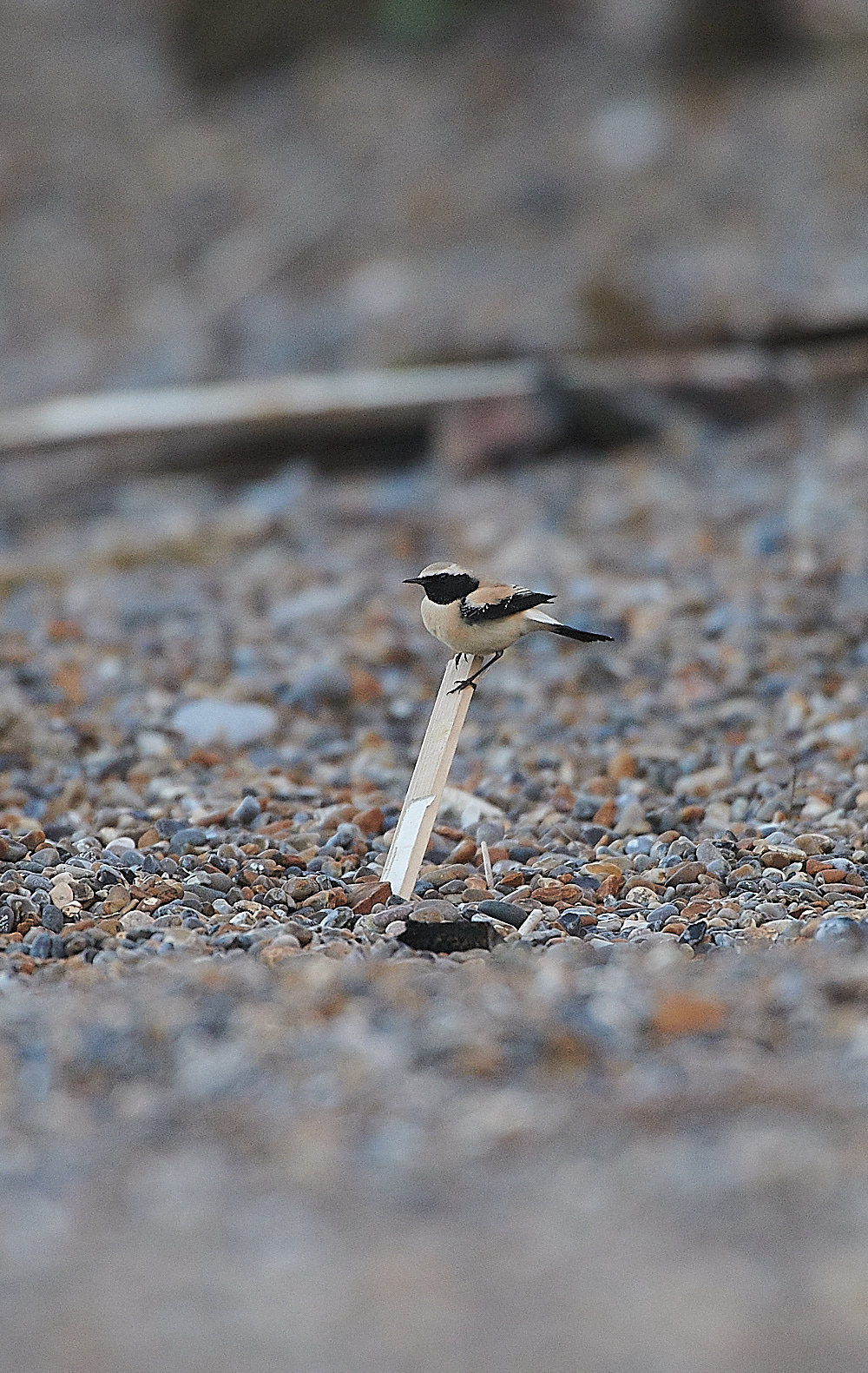 GramboroughHillDesertWheatear151120-4