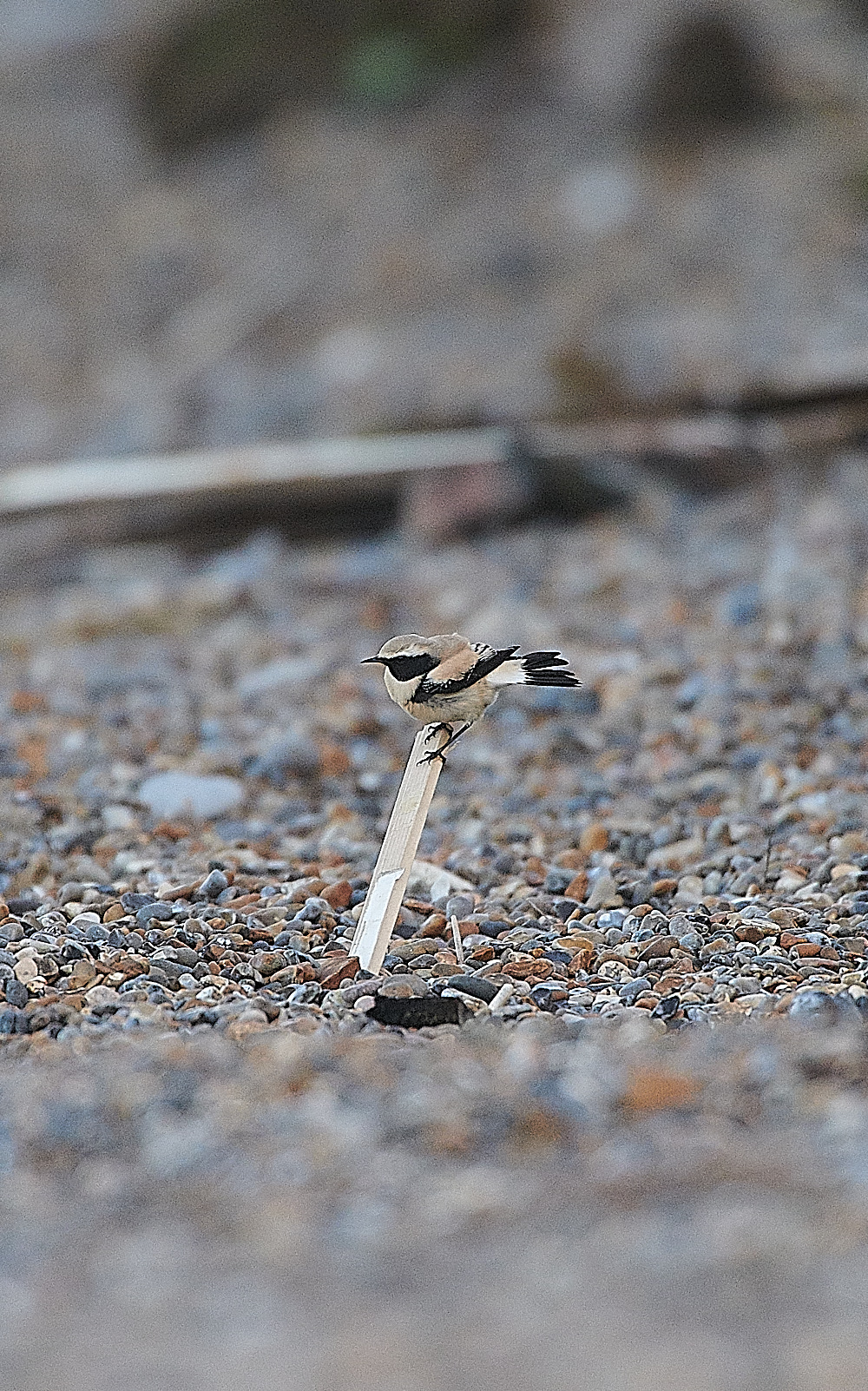 GramboroughHillDesertWheatear151120-5