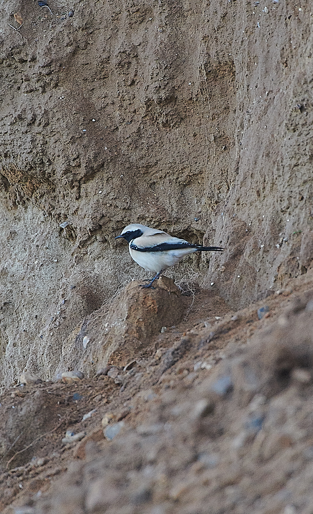GramboroughHillDesertWheatear151120-7