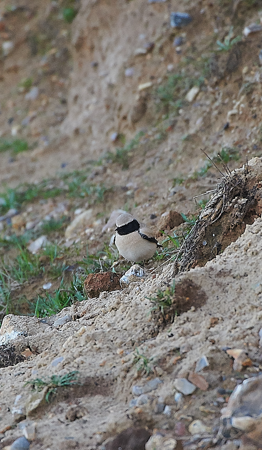GramboroughHillDesertWheatear151120-8