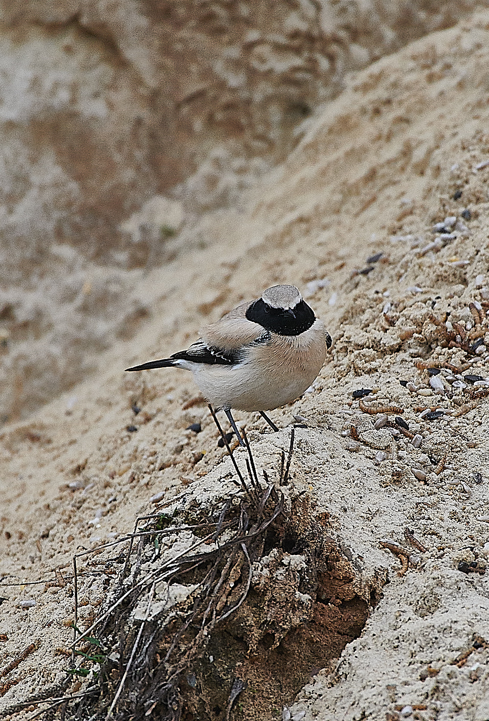 GramboroughHillDesertWheatear171120-1