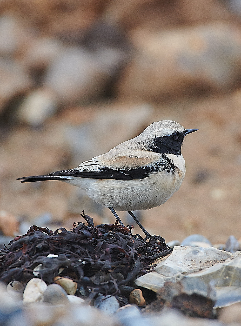 GramboroughHillDesertWheatear171120-10