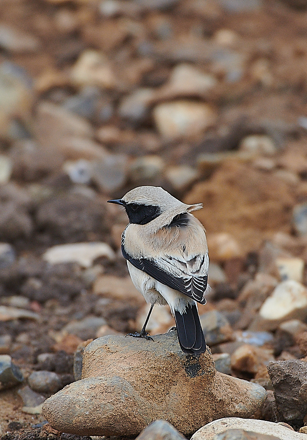 GramboroughHillDesertWheatear171120-11