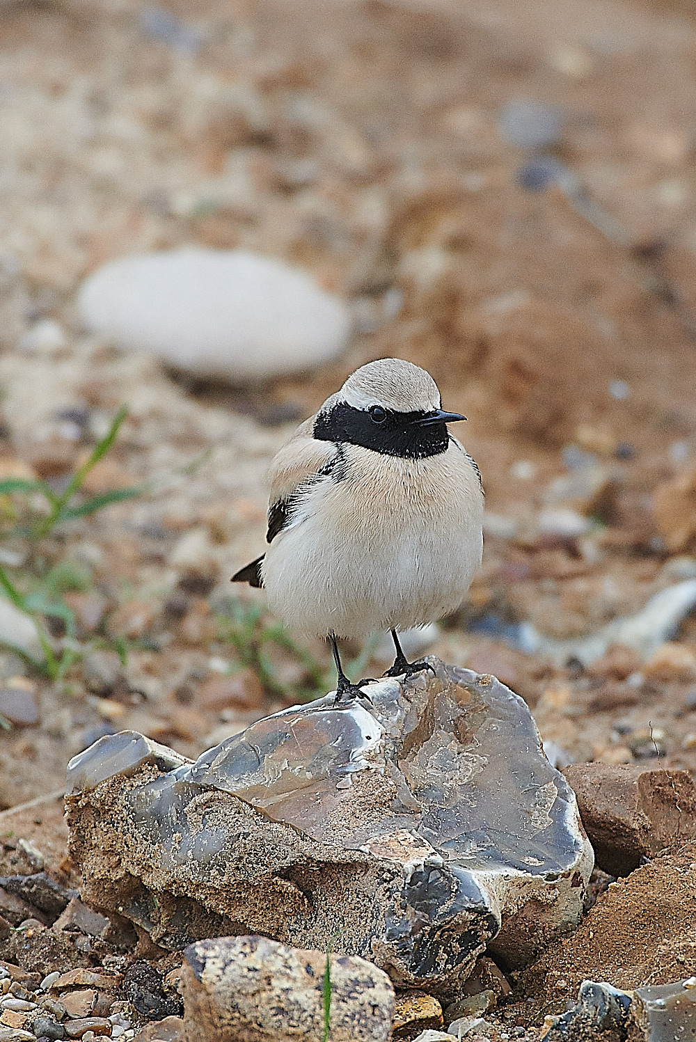 GramboroughHillDesertWheatear171120-12