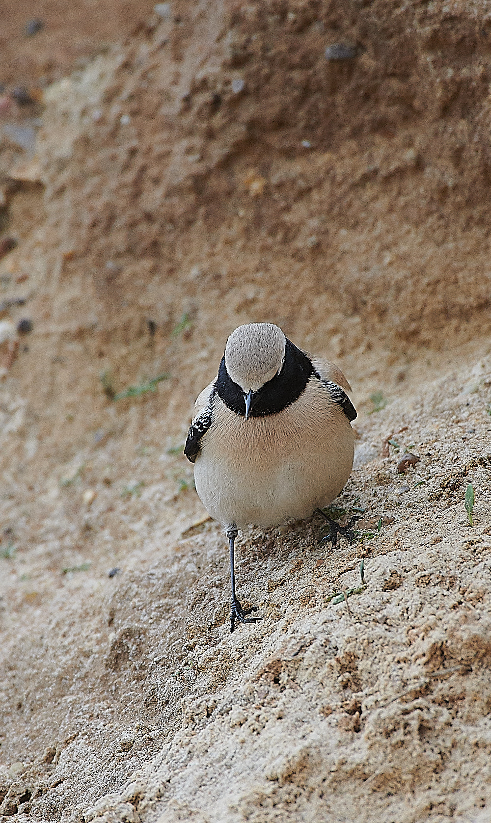 GramboroughHillDesertWheatear171120-13