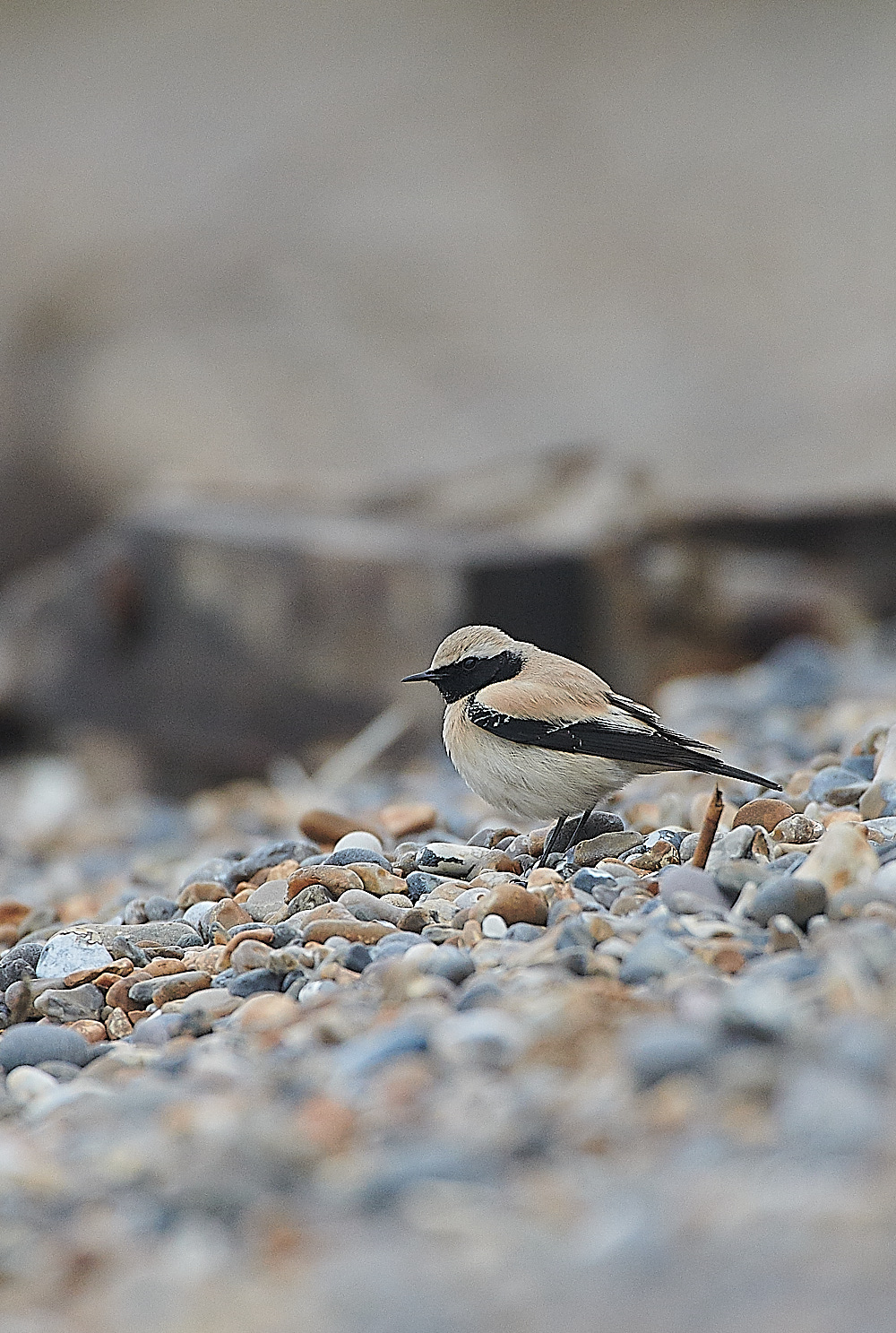 GramboroughHillDesertWheatear171120-14