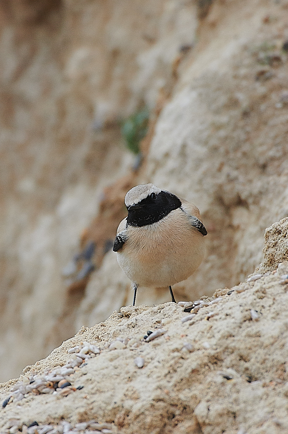 GramboroughHillDesertWheatear171120-15