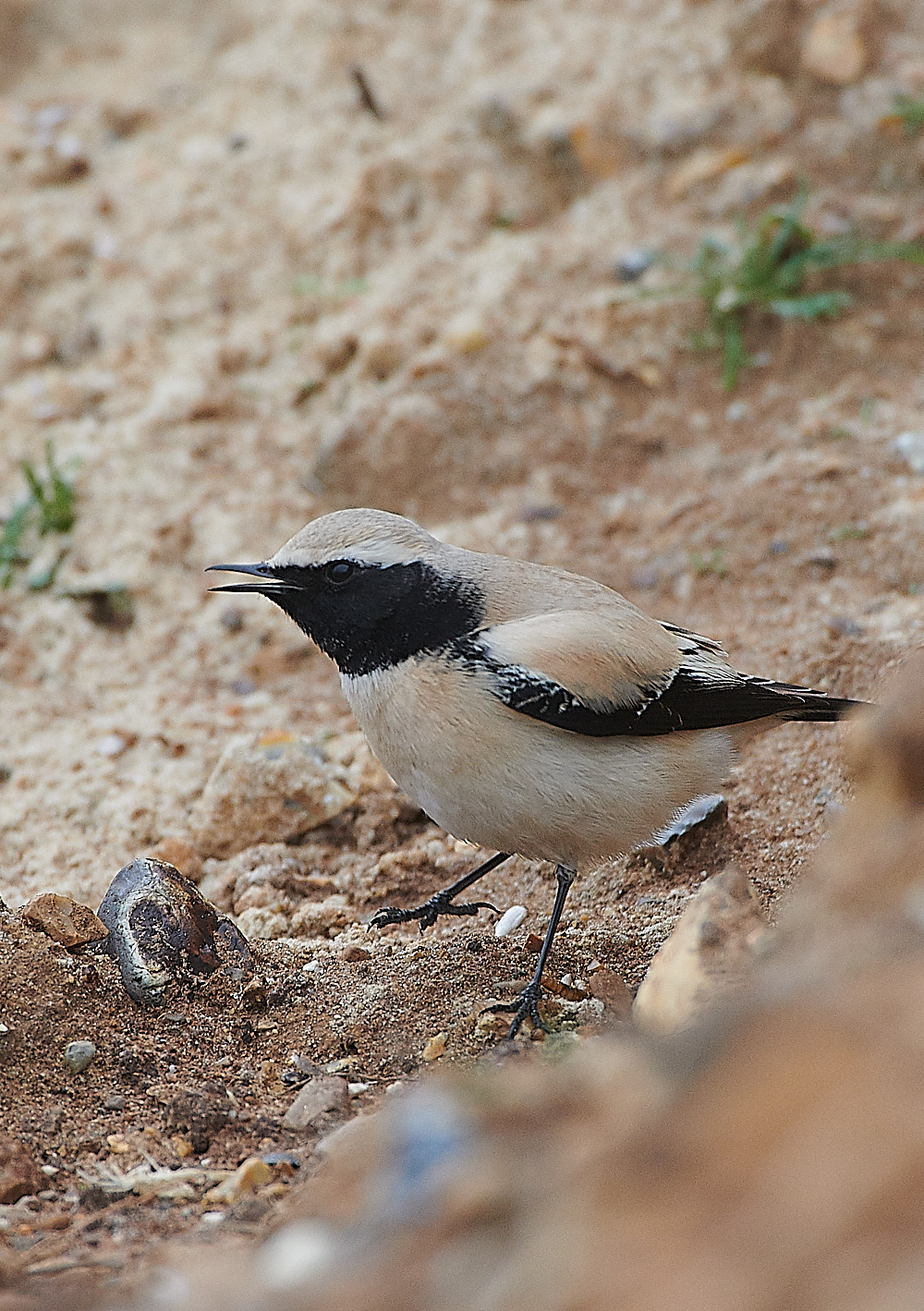GramboroughHillDesertWheatear171120-16