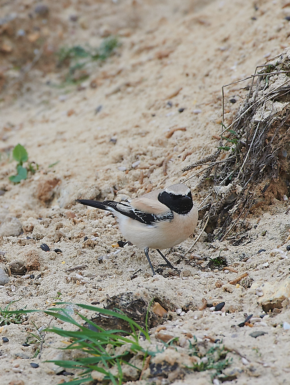 GramboroughHillDesertWheatear171120-2