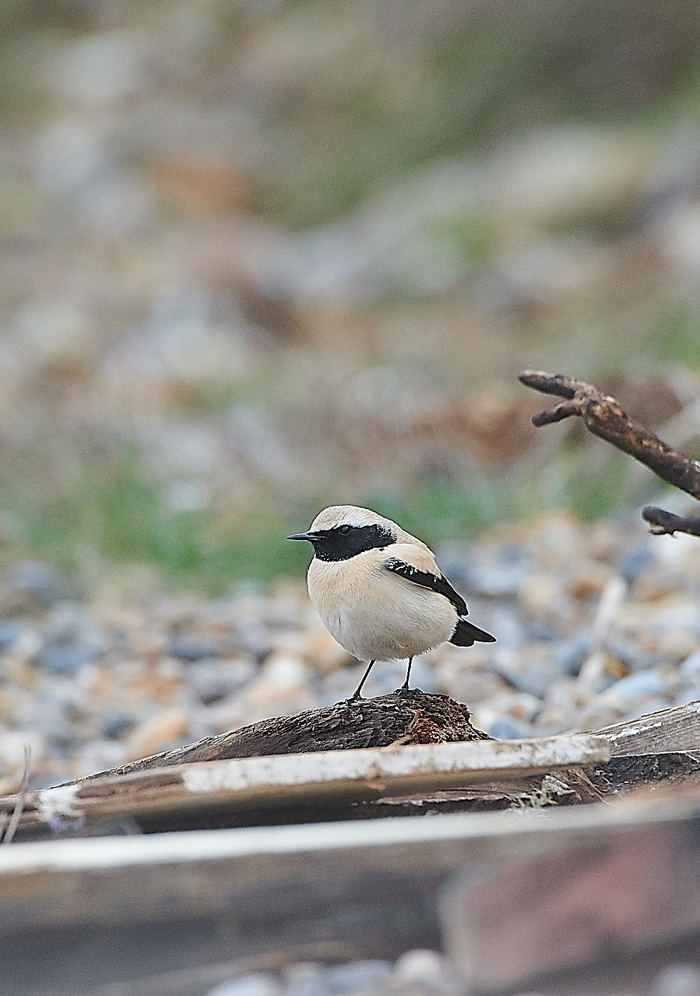 GramboroughHillDesertWheatear171120-3