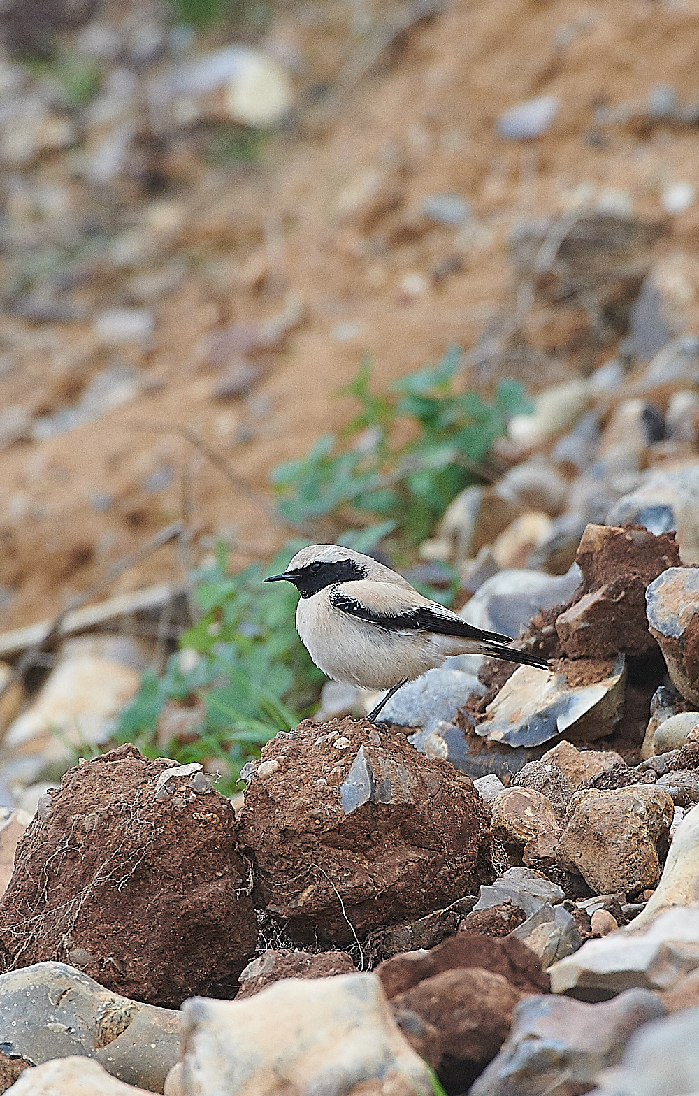 GramboroughHillDesertWheatear171120-4