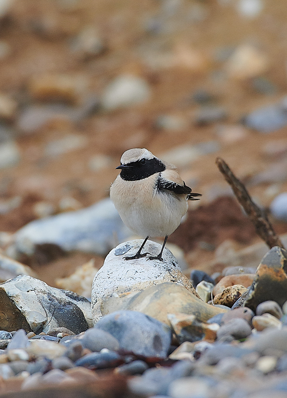 GramboroughHillDesertWheatear171120-6