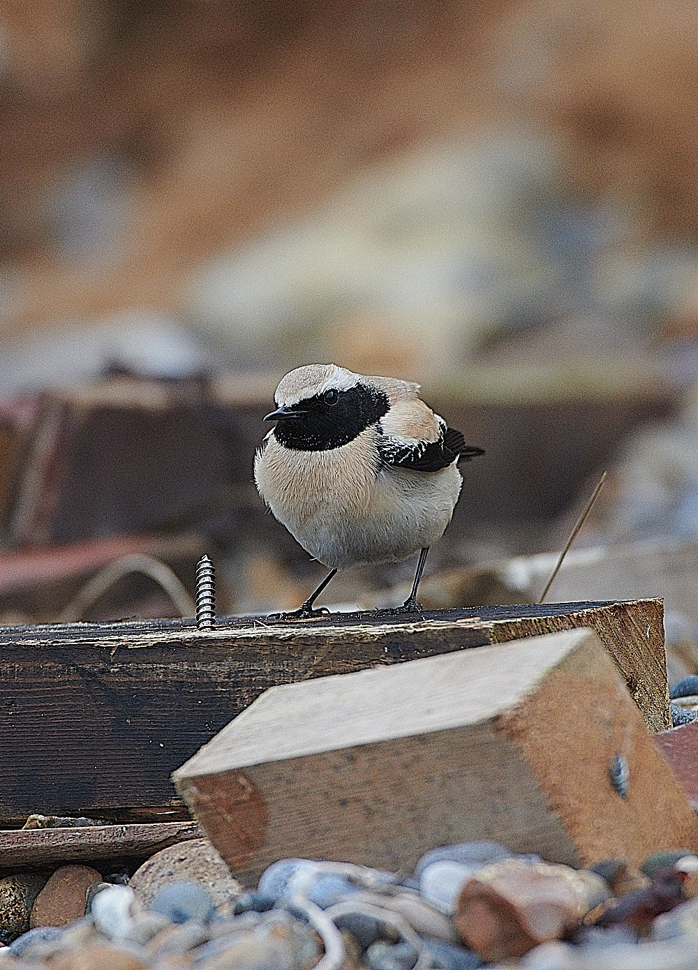 GramboroughHillDesertWheatear171120-7