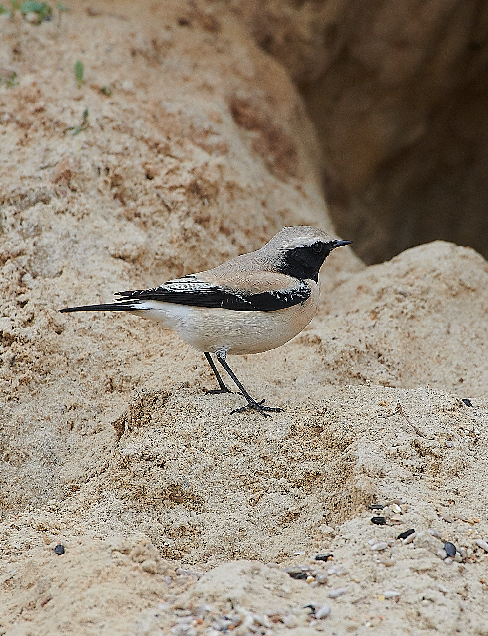 GramboroughHillDesertWheatear171120-8