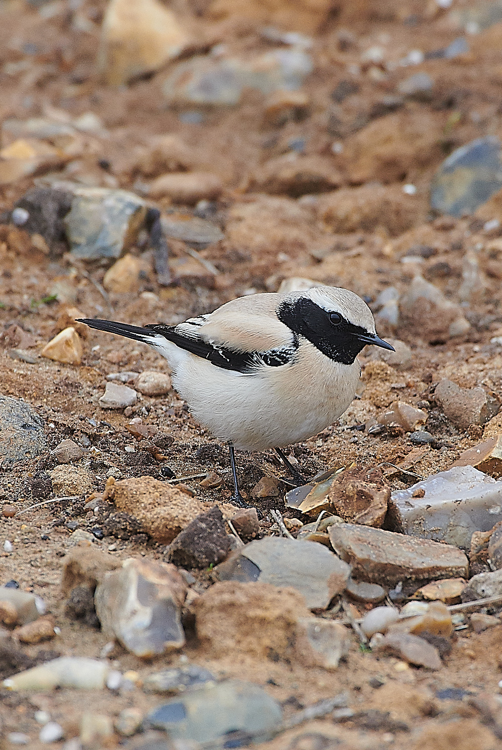 GramboroughHillDesertWheatear171120-9