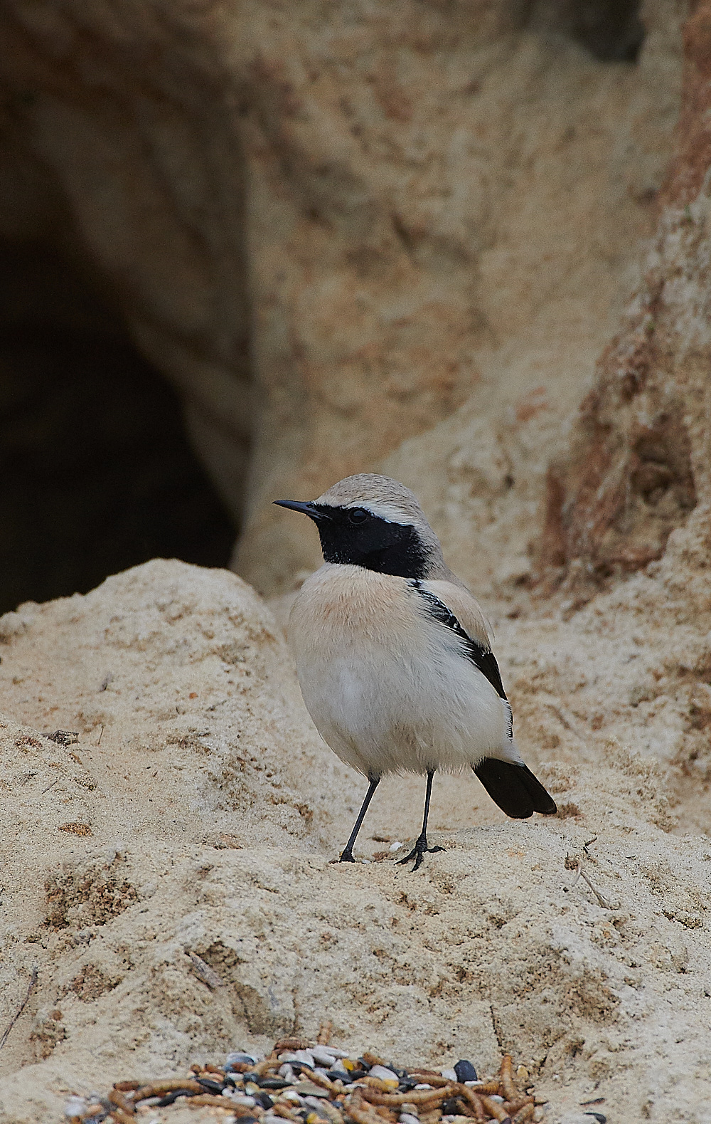 GramboroughHillDW181120-10