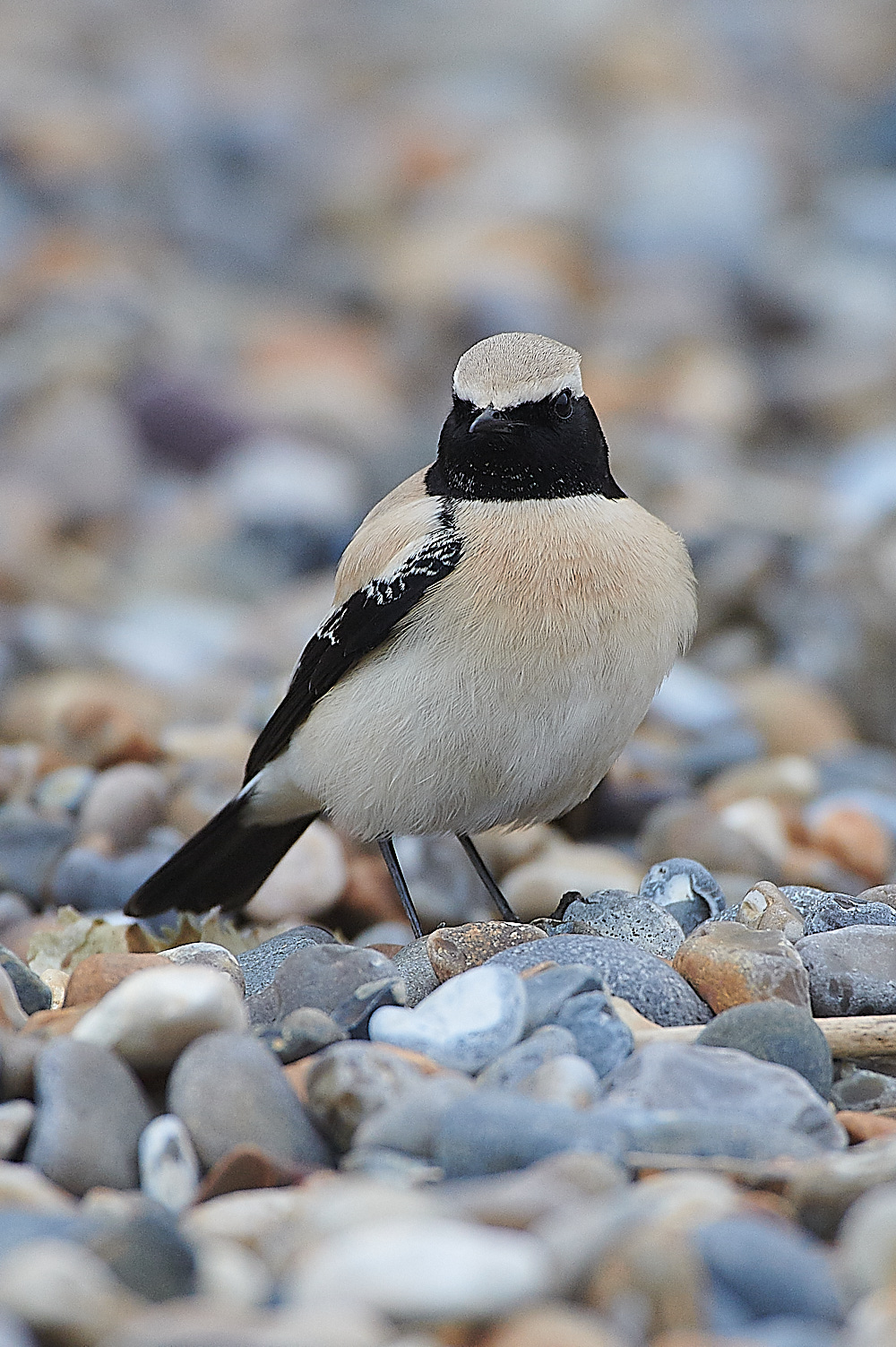 GramboroughHillDW181120-11