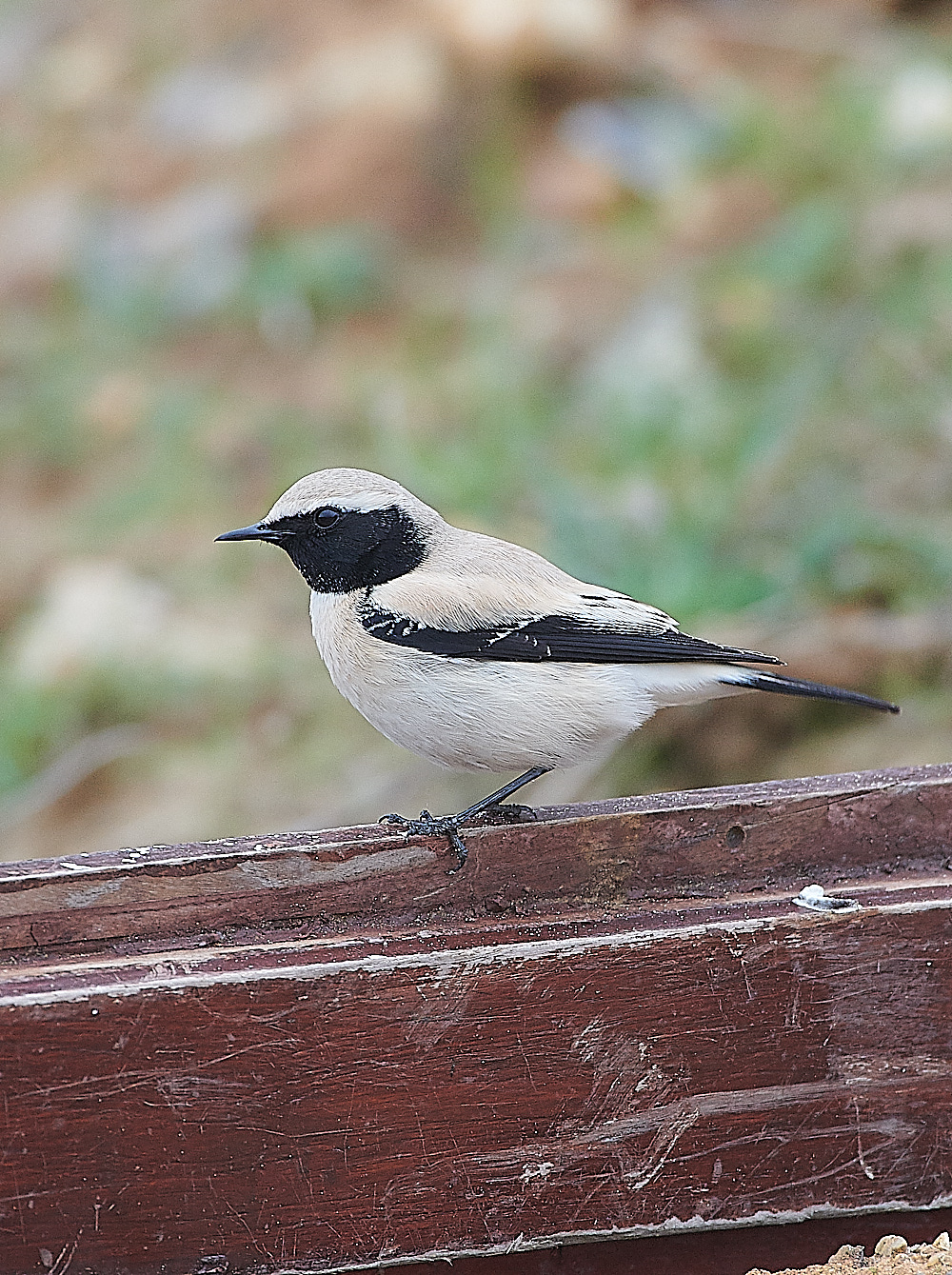 GramboroughHillDW181120-13