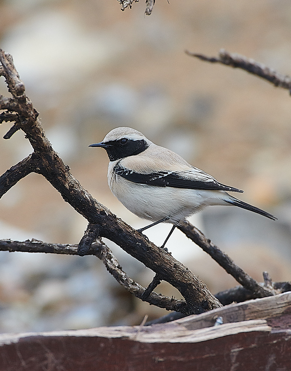 GramboroughHillDW181120-14