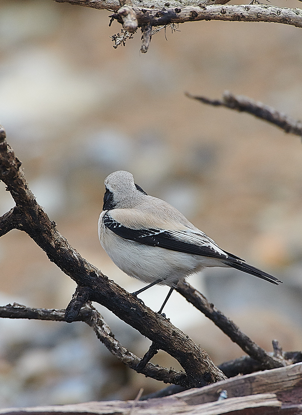 GramboroughHillDW181120-15