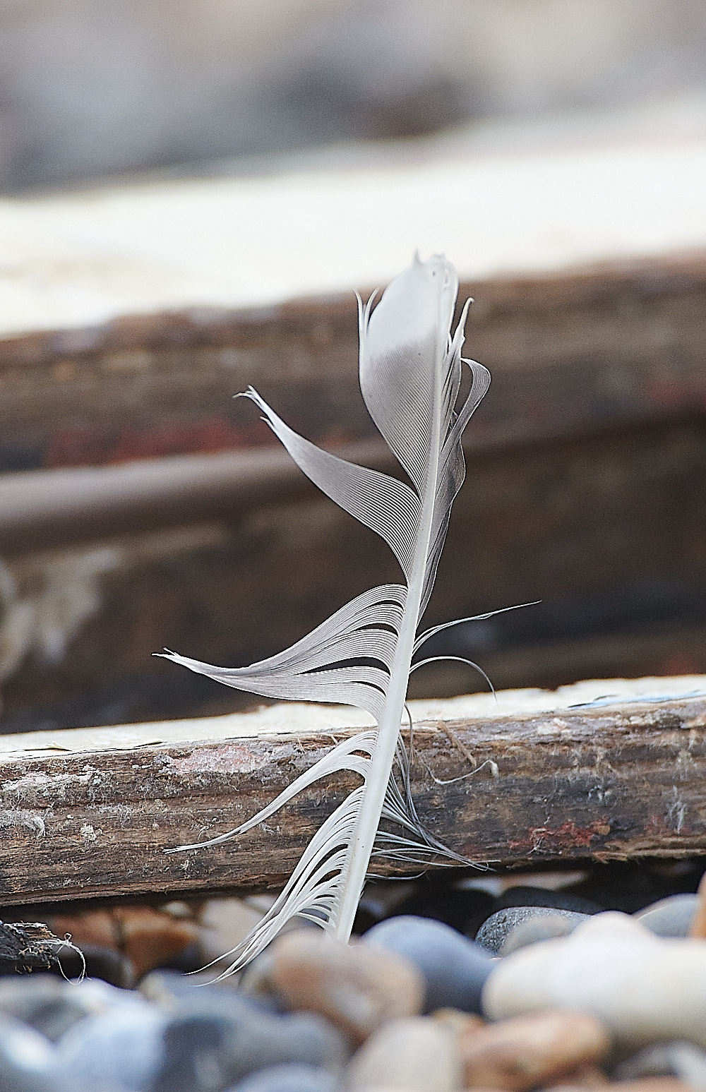 GramboroughHillDW181120-16