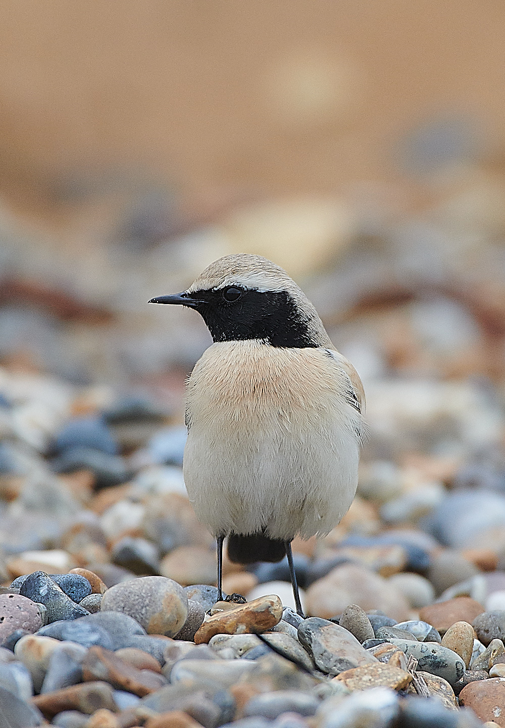 GramboroughHillDW181120-17