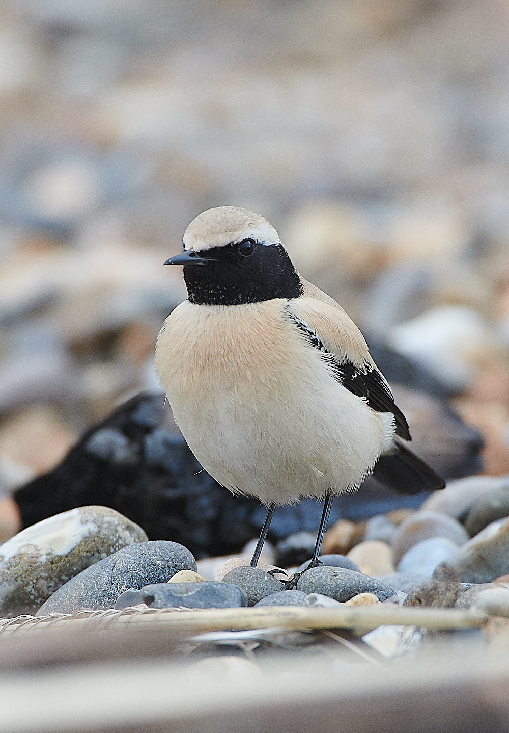 GramboroughHillDW181120-18