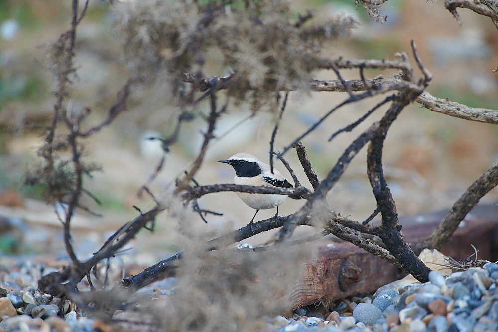 GramboroughHillDW181120-19