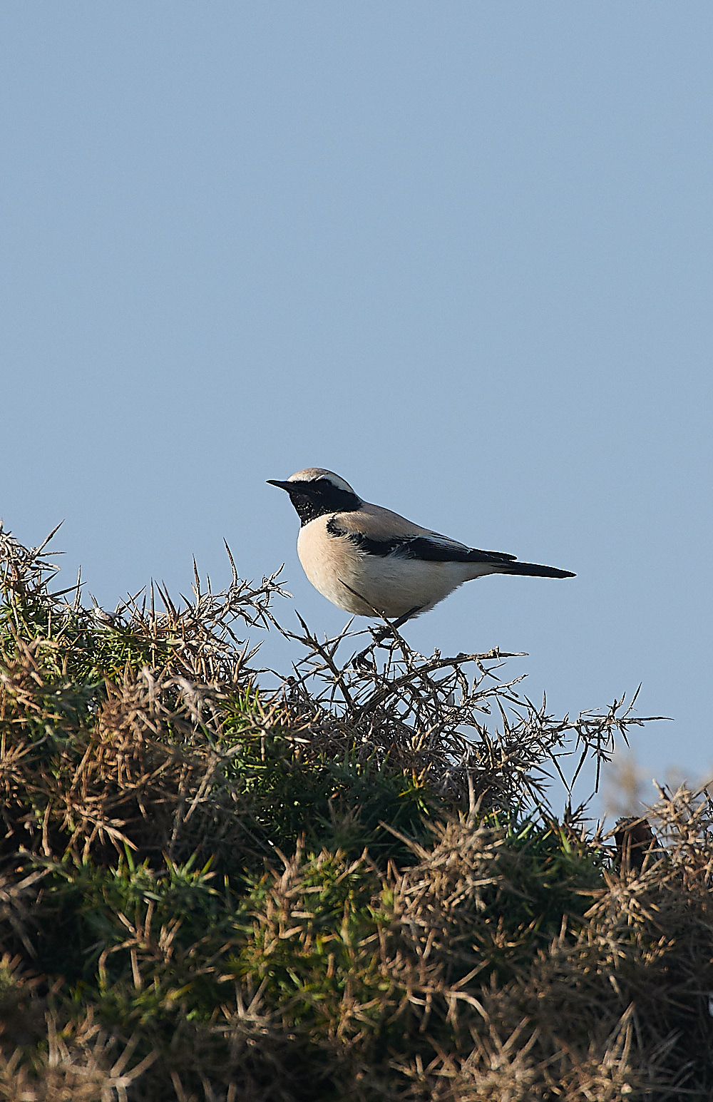 GramboroughHillDW181120-2