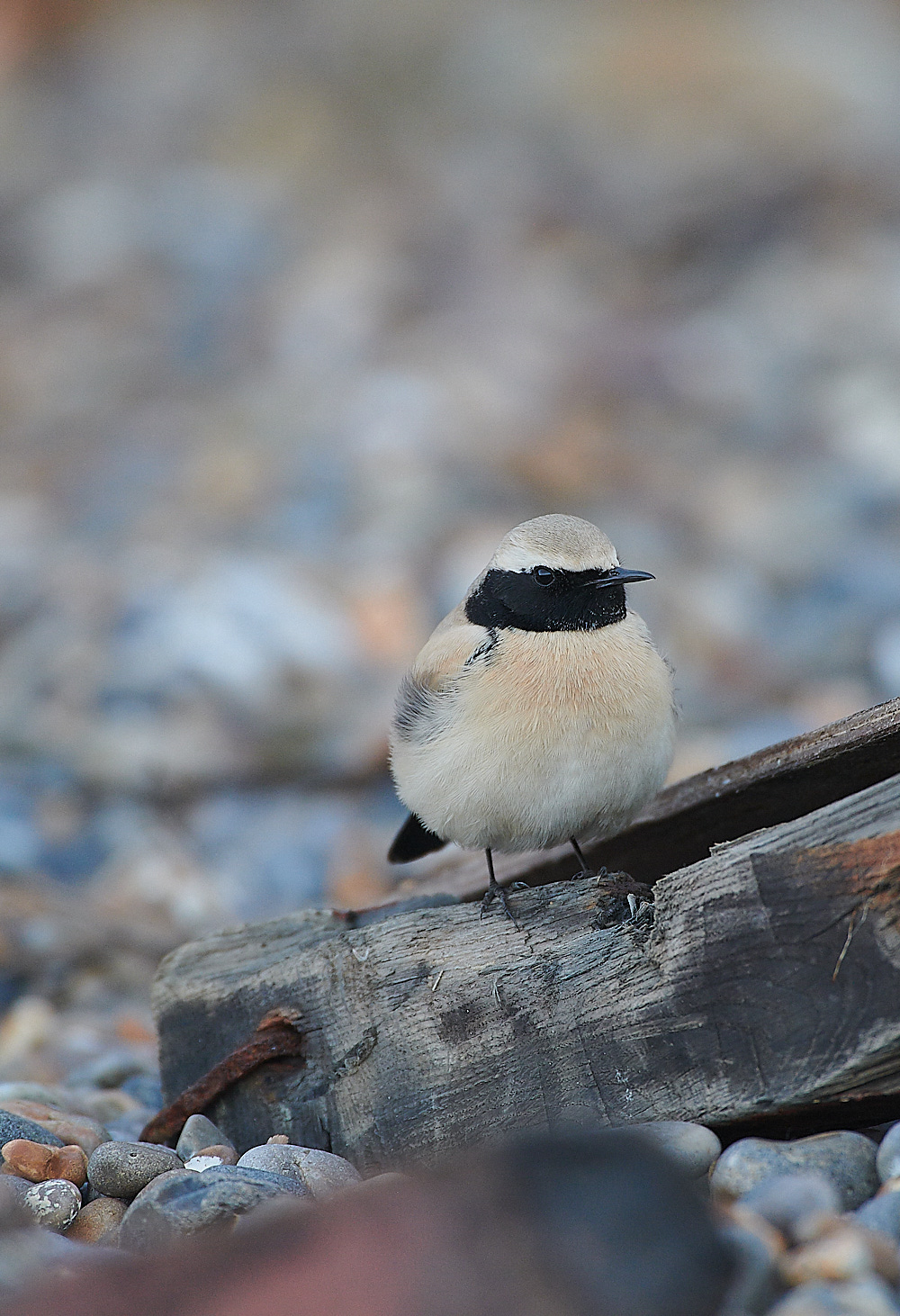 GramboroughHillDW181120-21