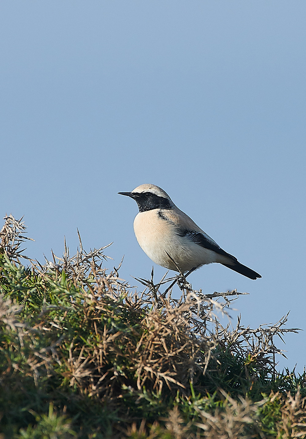 GramboroughHillDW181120-3