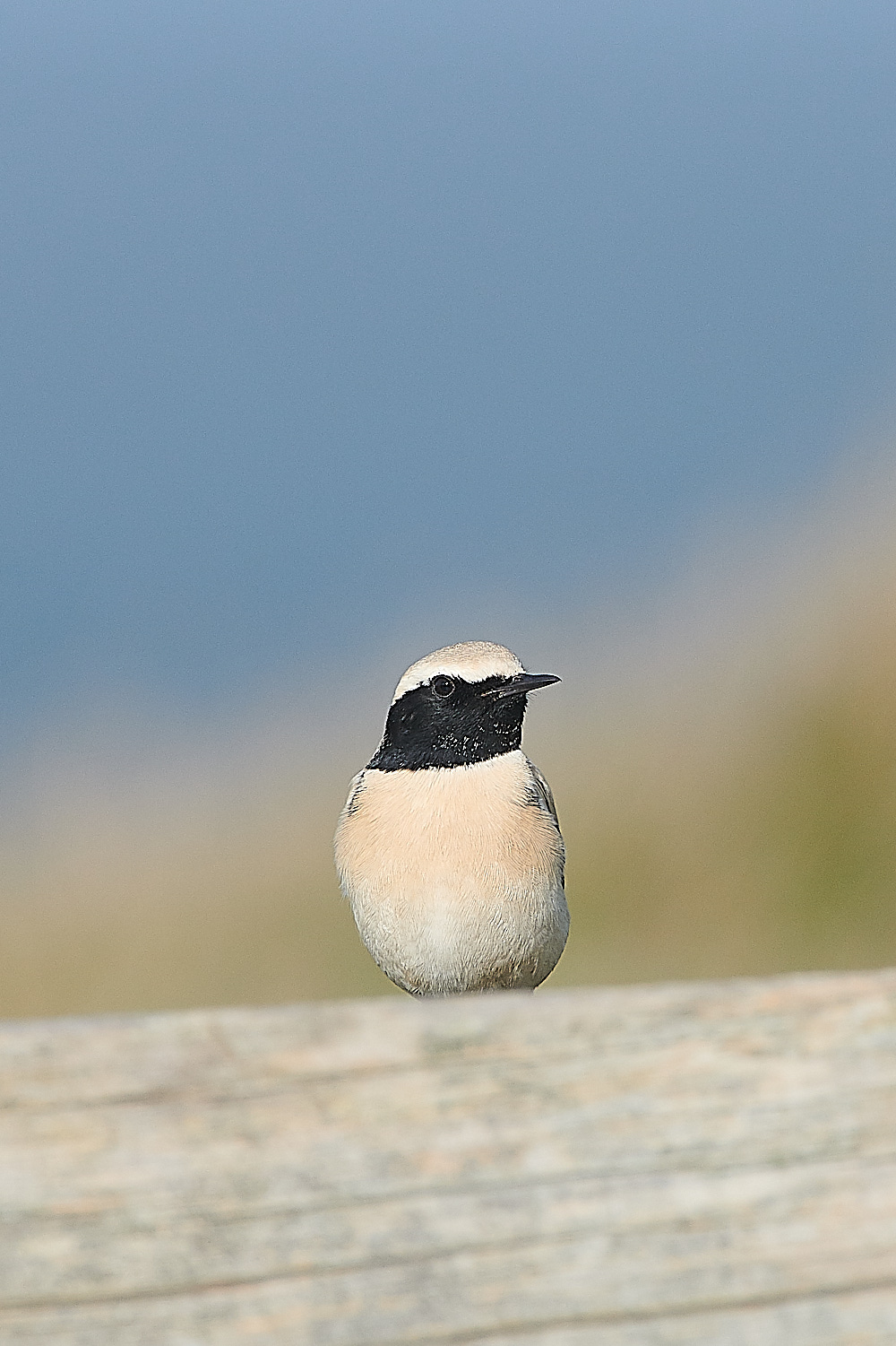 GramboroughHillDW181120-5