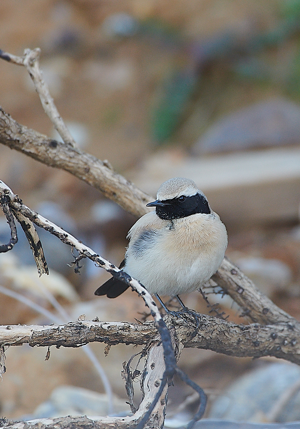 GramboroughHillDW181120-6