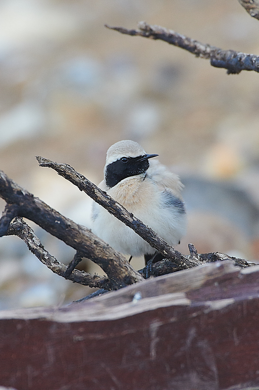 GramboroughHillDW181120-7