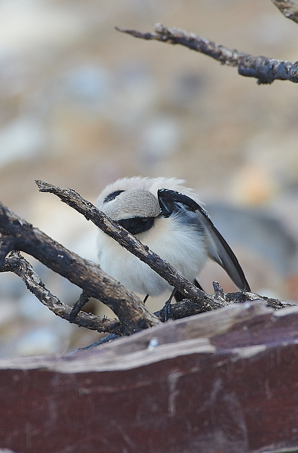 GramboroughHillDW181120-8