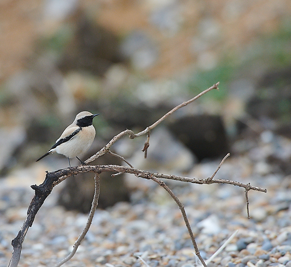 GramboroughHillDW181120-9