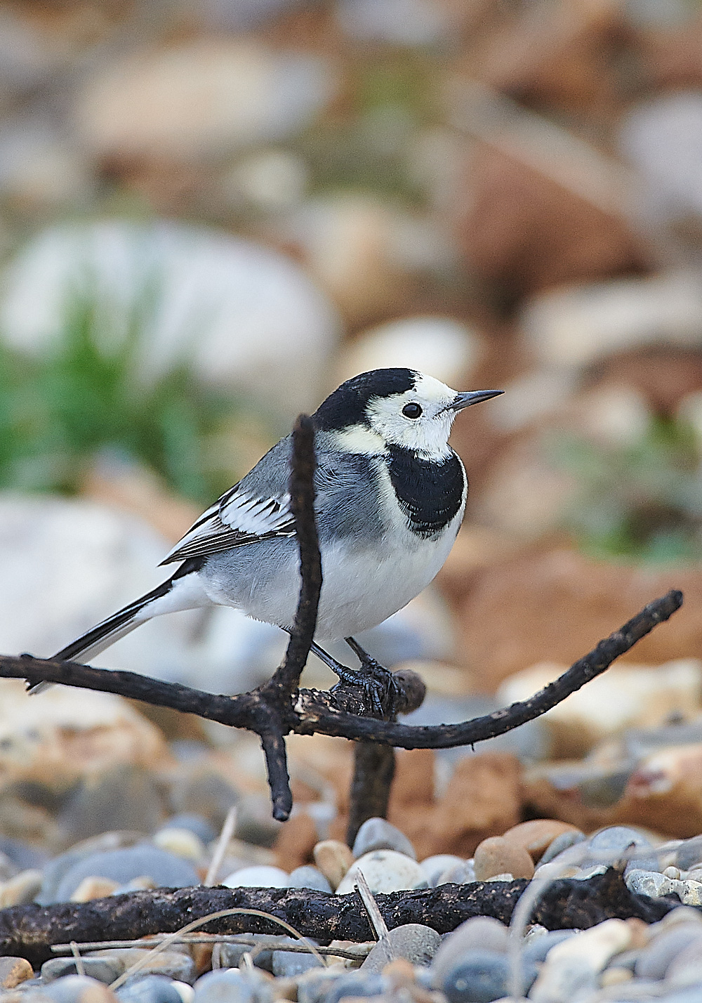 GramboroughHillPW181120-1