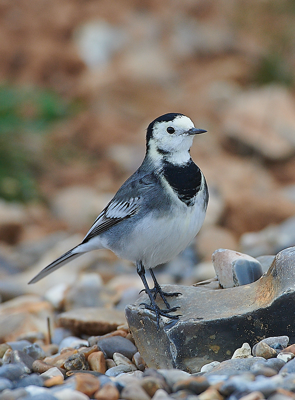 GramboroughHillPW181120-3