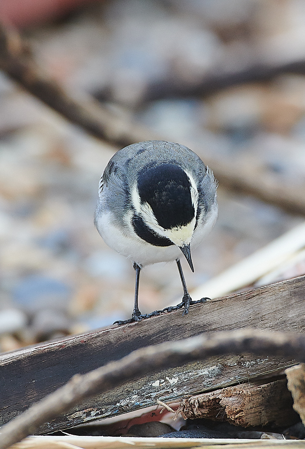 GramboroughHillPW181120-4