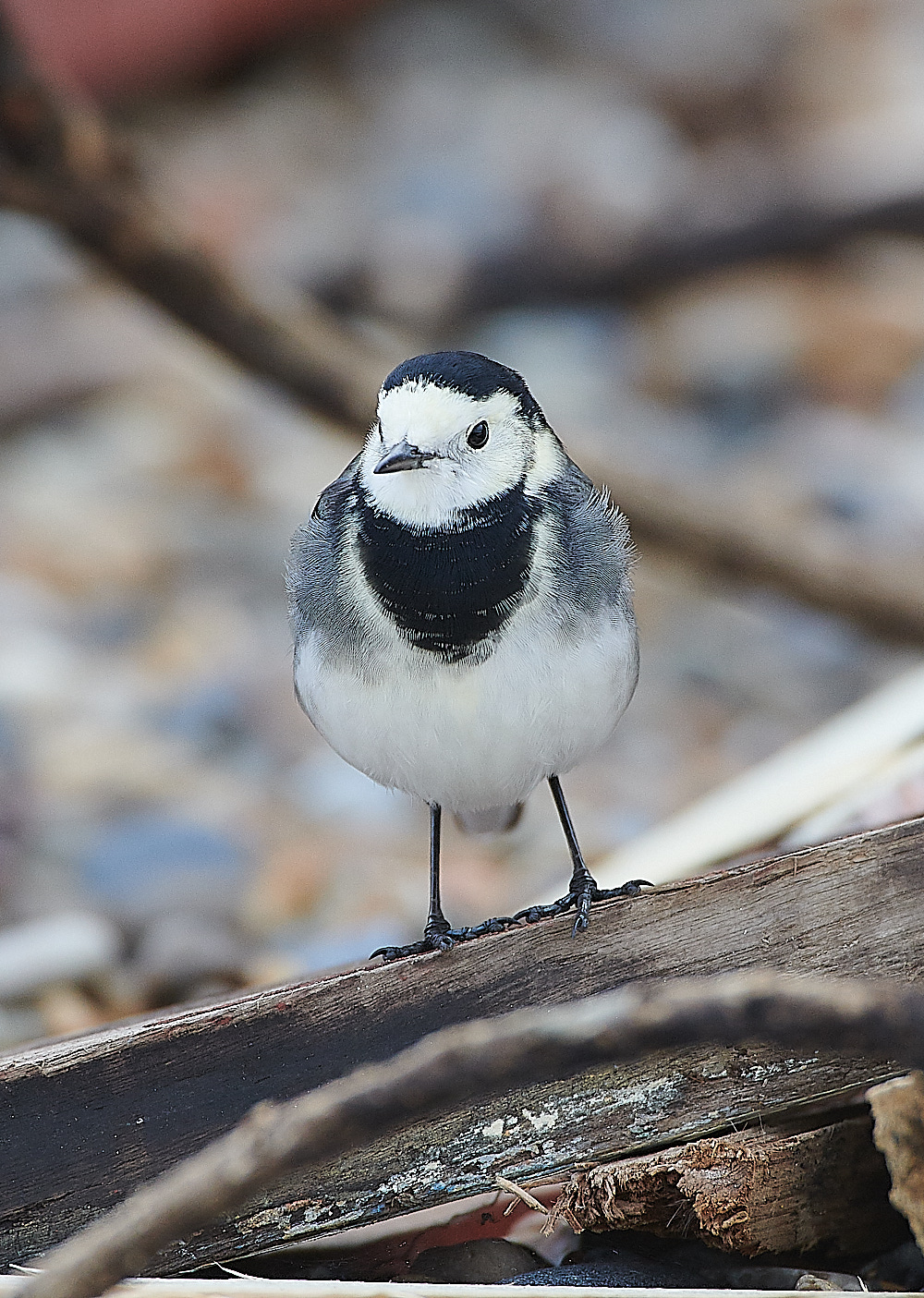 GramboroughHillPW181120-5