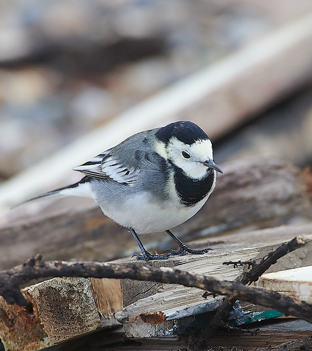 GramboroughHillPW181120-6