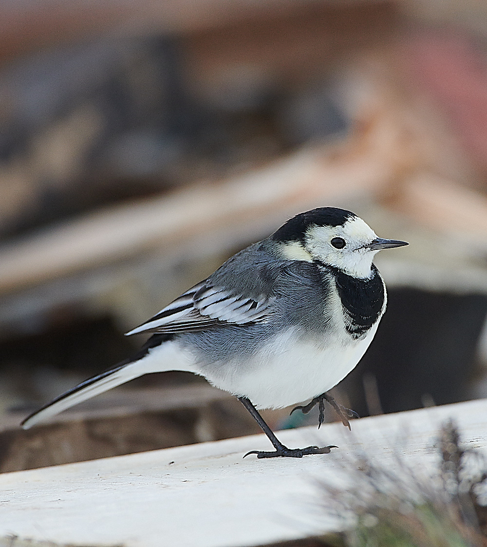 GramboroughHillPW181120-7